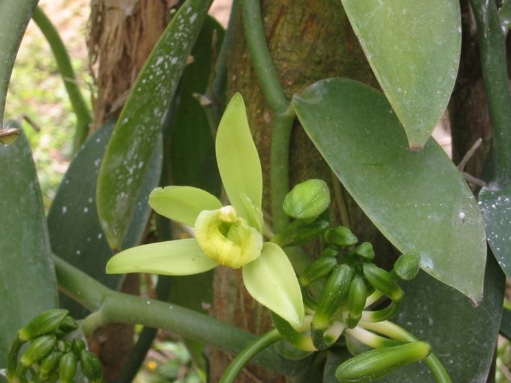 malattie orchidee-5