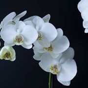 malattie orchidee-8