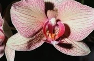 malattie orchidee-9