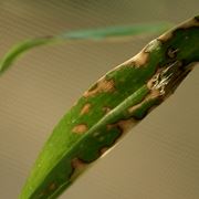 malattie orchidee