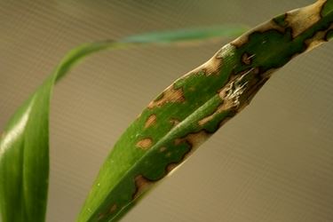 malattie orchidee