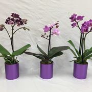 moltiplicazione orchidee-3
