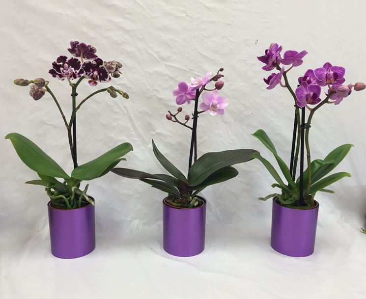 moltiplicazione orchidee-3