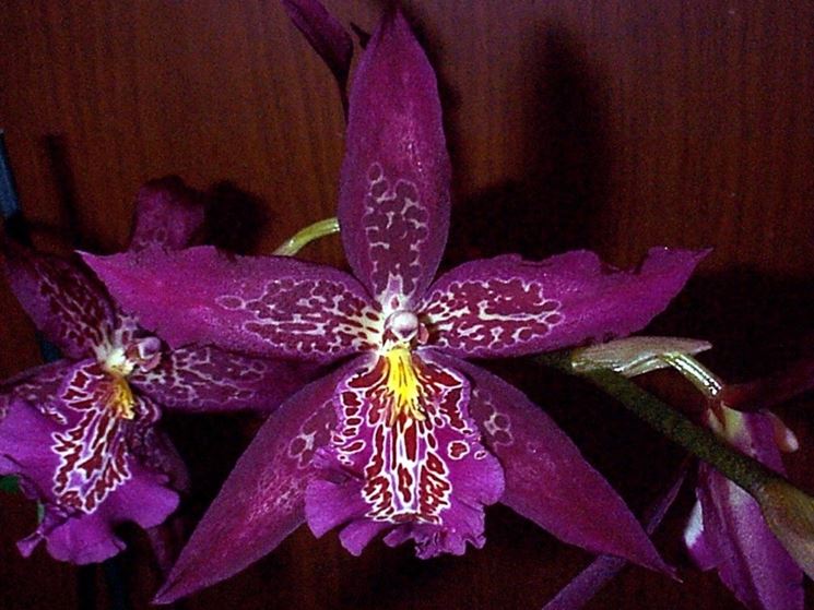 moltiplicazione orchidee-4