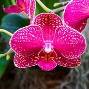 moltiplicazione orchidee-5