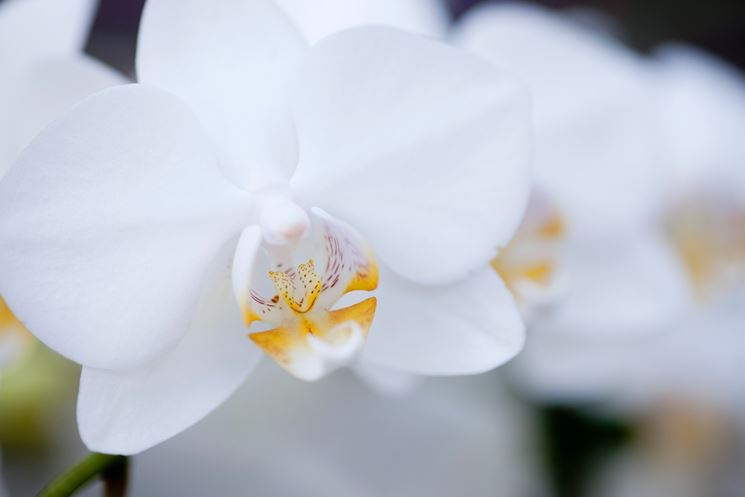 moltiplicazione orchidee-7