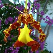 moltiplicazione orchidee-8