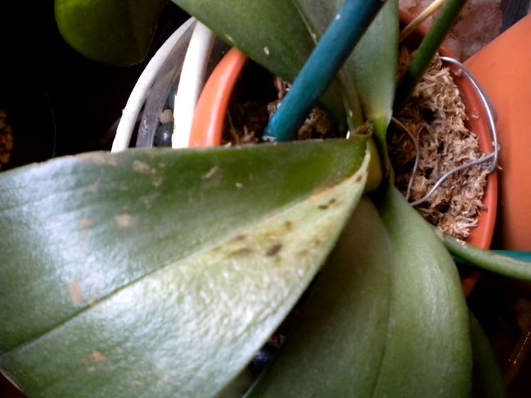 moltiplicazione orchidee