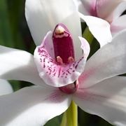orchidea potatura-2