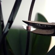 orchidea potatura-3