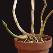 orchidea potatura-7