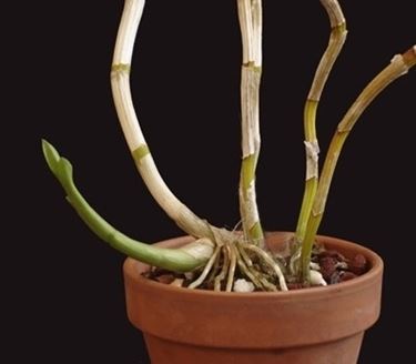 orchidea potatura-7