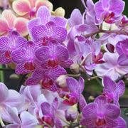 orchidee in casa-4