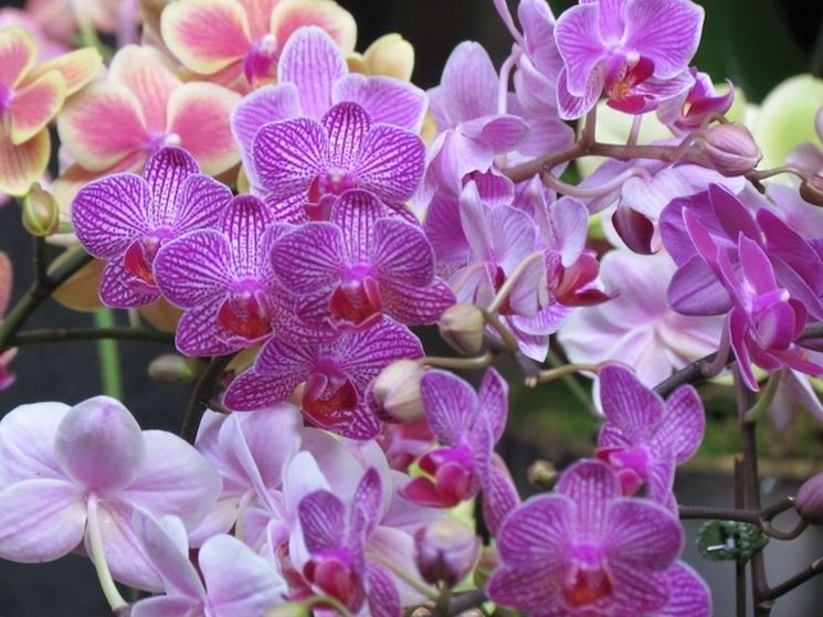 orchidee in casa-4