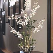 orchidee in casa-5
