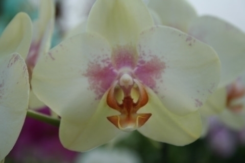 Quanto annaffiare le orchidee in casa - coltivazione orchidee ... Quanto annaffiare le orchidee in casa - coltivazione orchidee ...