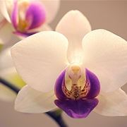 orchidee in casa-7