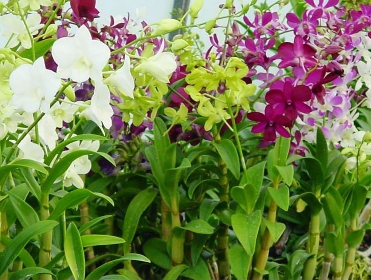orchidee in casa-8