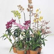 orchidee in casa-9
