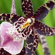 orchidee in casa