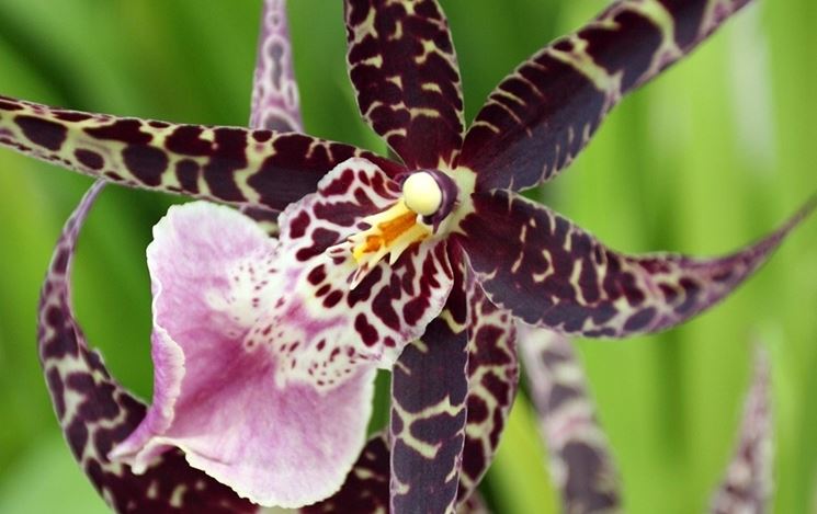 orchidee in casa
