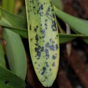 parassiti orchidee-1