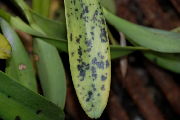 parassiti orchidee-1