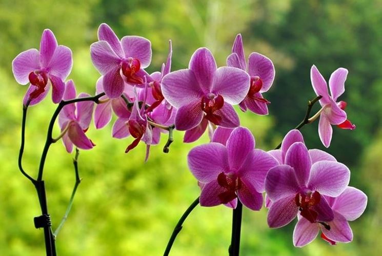 parassiti orchidee-6