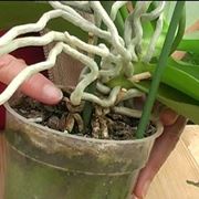 parassiti orchidee-7