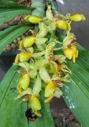 parassiti orchidee-7