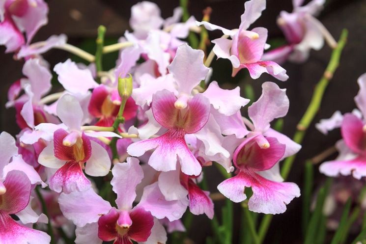 parassiti orchidee-8