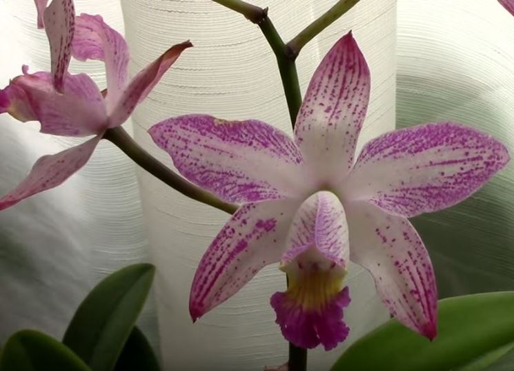 parassiti orchidee-9