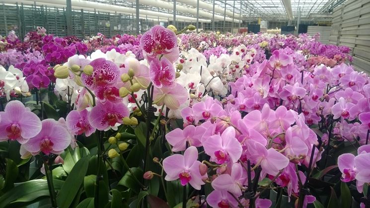 serre orchidee-2
