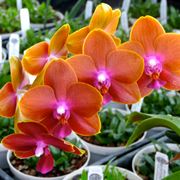 serre orchidee-4