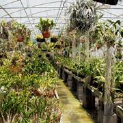 serre orchidee-5