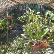 serre orchidee-9