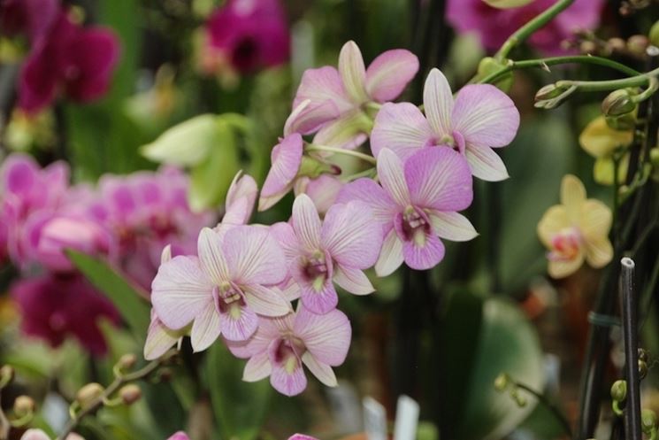 serre orchidee