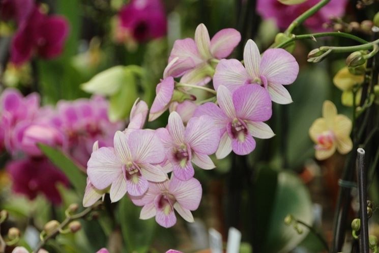 serre orchidee