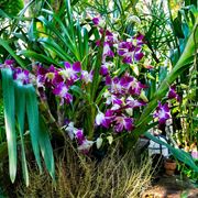 terriccio orchidee-1