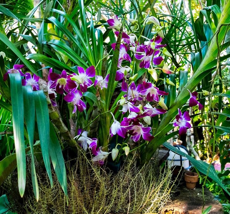 terriccio orchidee-1