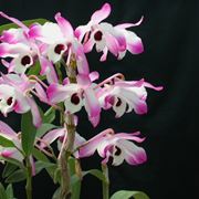 terriccio orchidee-2