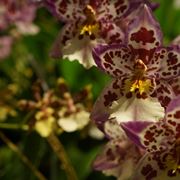 terriccio orchidee-4