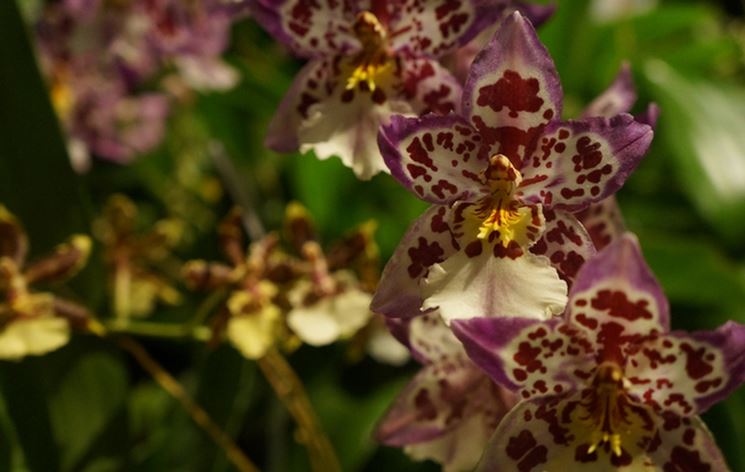 terriccio orchidee-4