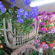 terriccio orchidee-5