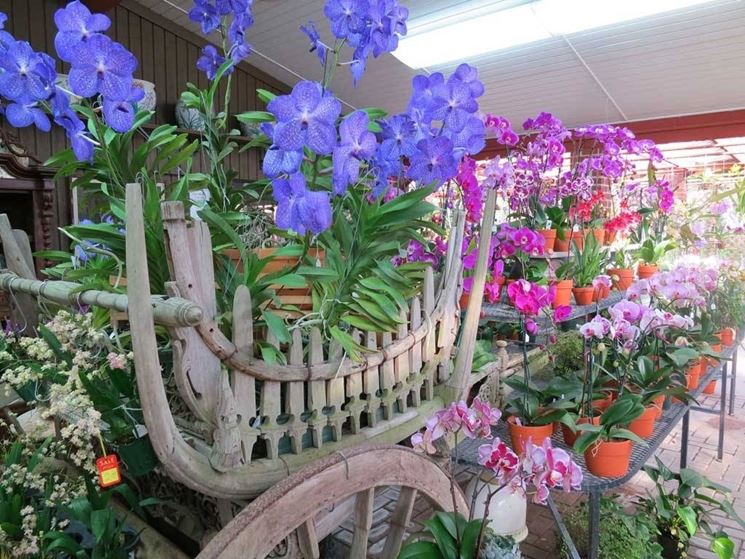 terriccio orchidee-5