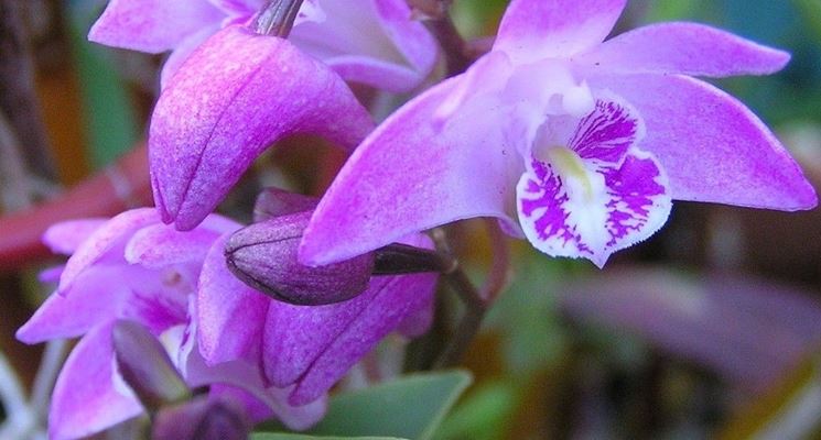 terriccio orchidee-6