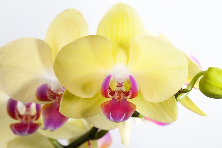 terriccio orchidee-8