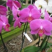 terriccio orchidee-9