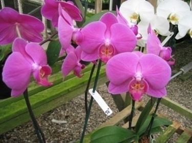 terriccio orchidee-9