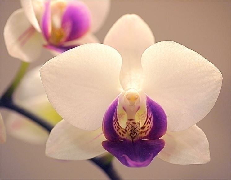 Il terriccio ideale per l'orchidea